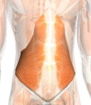 Papel del músculo transverso en el embarazo