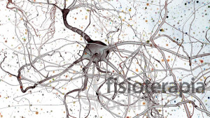 Las lesiones de los nervios periféricos en el miembro superior