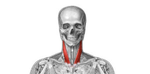Esternocleidoocipitomastoideo (ECOM). ¿Qué importancia tiene este músculo en los trastornos de la columna cervical?